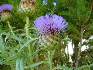 2003-07-10-flor-de-cardo.-fergarto