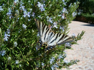 2003-09-13-Mariposa.-fergarto