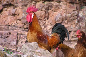 2004-02-07-Gallo-en-el-Castillo-de-Montiz-ón.-fergarto