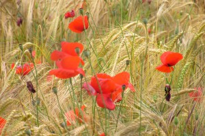 2004-06-06-Amapolas-Almagro.-fergarto-59