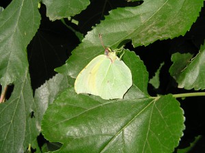 2004-09-07-Mariposa-hoja-fergarto