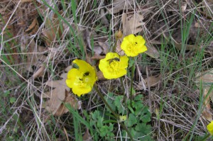 2005-04-24-Tres-flores.-fergarto