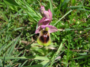 2006-04-02-orquidea.-fergarto-253