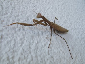 2008-09-29-MANTIS-RELIGIOSA.-fergarto