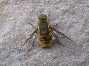 2012-10-30-Abeja-sobre-muro.-Almagro.-fergarto-101